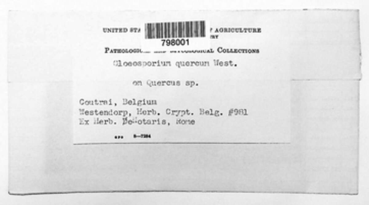 Gloeosporium quercuum image